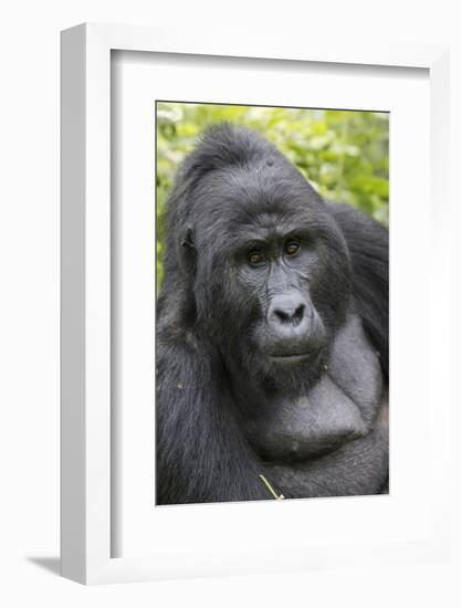 Africa, Uganda, Bwindi Impenetrable Forest and National Park. Mountain gorillas.-Emily Wilson-Framed Photographic Print