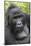 Africa, Uganda, Bwindi Impenetrable Forest and National Park. Mountain gorillas.-Emily Wilson-Mounted Photographic Print