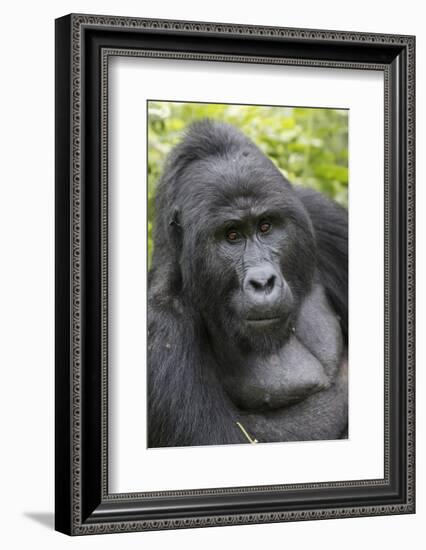 Africa, Uganda, Bwindi Impenetrable Forest and National Park. Mountain gorillas.-Emily Wilson-Framed Photographic Print