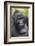 Africa, Uganda, Bwindi Impenetrable Forest and National Park. Mountain gorillas.-Emily Wilson-Framed Photographic Print