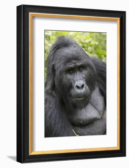 Africa, Uganda, Bwindi Impenetrable Forest and National Park. Mountain gorillas.-Emily Wilson-Framed Photographic Print