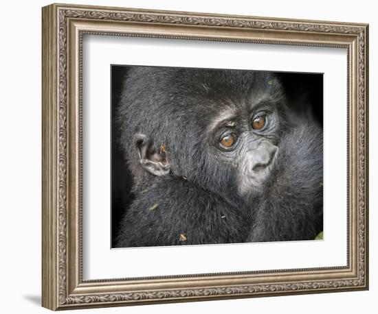 Africa, Uganda, Bwindi Impenetrable Forest and National Park. Mountain gorillas.-Emily Wilson-Framed Photographic Print