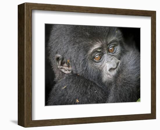 Africa, Uganda, Bwindi Impenetrable Forest and National Park. Mountain gorillas.-Emily Wilson-Framed Photographic Print