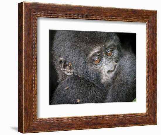 Africa, Uganda, Bwindi Impenetrable Forest and National Park. Mountain gorillas.-Emily Wilson-Framed Photographic Print