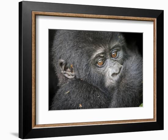 Africa, Uganda, Bwindi Impenetrable Forest and National Park. Mountain gorillas.-Emily Wilson-Framed Photographic Print