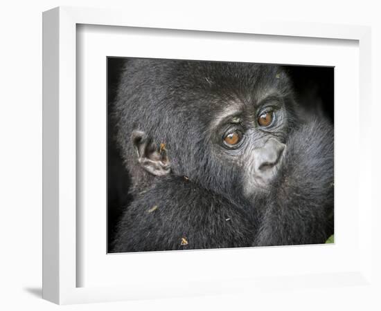 Africa, Uganda, Bwindi Impenetrable Forest and National Park. Mountain gorillas.-Emily Wilson-Framed Photographic Print