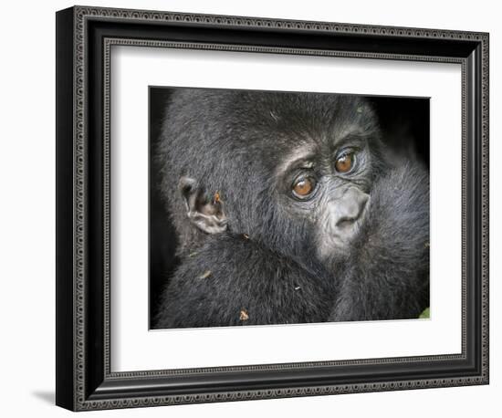 Africa, Uganda, Bwindi Impenetrable Forest and National Park. Mountain gorillas.-Emily Wilson-Framed Photographic Print