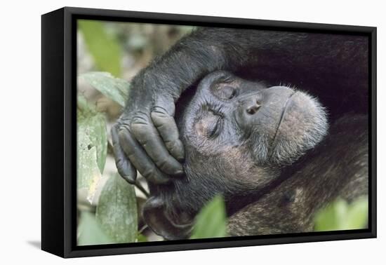 Africa, Uganda, Kibale Forest National Park. Chimpanzee in forest. Head-shot.-Emily Wilson-Framed Premier Image Canvas