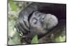 Africa, Uganda, Kibale Forest National Park. Chimpanzee in forest. Head-shot.-Emily Wilson-Mounted Photographic Print