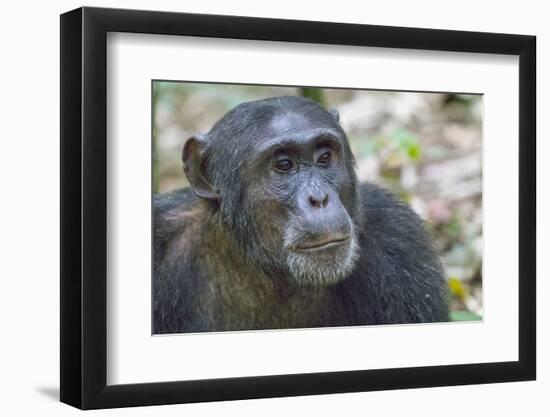 Africa, Uganda, Kibale Forest National Park. Chimpanzee in forest. Head-shot.-Emily Wilson-Framed Photographic Print