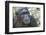 Africa, Uganda, Kibale Forest National Park. Chimpanzee in forest. Head-shot.-Emily Wilson-Framed Photographic Print