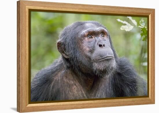 Africa, Uganda, Kibale Forest National Park. Chimpanzee in forest. Head-shot.-Emily Wilson-Framed Premier Image Canvas