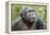 Africa, Uganda, Kibale Forest National Park. Chimpanzee in forest. Head-shot.-Emily Wilson-Framed Premier Image Canvas