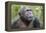 Africa, Uganda, Kibale Forest National Park. Chimpanzee in forest. Head-shot.-Emily Wilson-Framed Premier Image Canvas