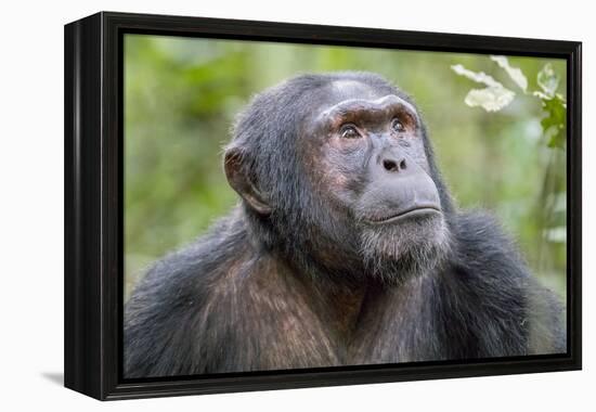 Africa, Uganda, Kibale Forest National Park. Chimpanzee in forest. Head-shot.-Emily Wilson-Framed Premier Image Canvas