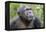 Africa, Uganda, Kibale Forest National Park. Chimpanzee in forest. Head-shot.-Emily Wilson-Framed Premier Image Canvas