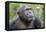 Africa, Uganda, Kibale Forest National Park. Chimpanzee in forest. Head-shot.-Emily Wilson-Framed Premier Image Canvas