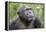 Africa, Uganda, Kibale Forest National Park. Chimpanzee in forest. Head-shot.-Emily Wilson-Framed Premier Image Canvas