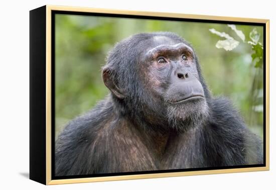 Africa, Uganda, Kibale Forest National Park. Chimpanzee in forest. Head-shot.-Emily Wilson-Framed Premier Image Canvas