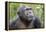 Africa, Uganda, Kibale Forest National Park. Chimpanzee in forest. Head-shot.-Emily Wilson-Framed Premier Image Canvas