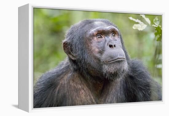 Africa, Uganda, Kibale Forest National Park. Chimpanzee in forest. Head-shot.-Emily Wilson-Framed Premier Image Canvas