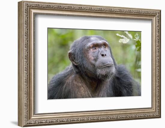 Africa, Uganda, Kibale Forest National Park. Chimpanzee in forest. Head-shot.-Emily Wilson-Framed Photographic Print