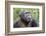 Africa, Uganda, Kibale Forest National Park. Chimpanzee in forest. Head-shot.-Emily Wilson-Framed Photographic Print