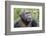 Africa, Uganda, Kibale Forest National Park. Chimpanzee in forest. Head-shot.-Emily Wilson-Framed Photographic Print