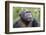 Africa, Uganda, Kibale Forest National Park. Chimpanzee in forest. Head-shot.-Emily Wilson-Framed Photographic Print