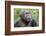 Africa, Uganda, Kibale Forest National Park. Chimpanzee in forest. Head-shot.-Emily Wilson-Framed Photographic Print