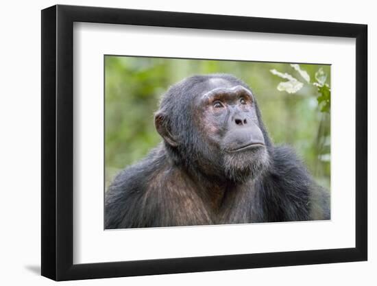 Africa, Uganda, Kibale Forest National Park. Chimpanzee in forest. Head-shot.-Emily Wilson-Framed Photographic Print