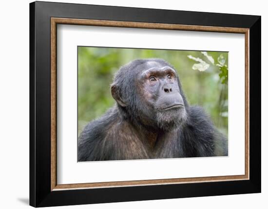 Africa, Uganda, Kibale Forest National Park. Chimpanzee in forest. Head-shot.-Emily Wilson-Framed Photographic Print