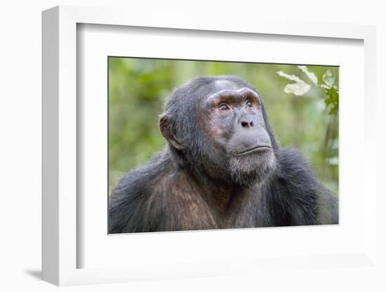 Africa, Uganda, Kibale Forest National Park. Chimpanzee in forest. Head-shot.-Emily Wilson-Framed Photographic Print