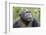 Africa, Uganda, Kibale Forest National Park. Chimpanzee in forest. Head-shot.-Emily Wilson-Framed Photographic Print