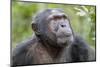 Africa, Uganda, Kibale Forest National Park. Chimpanzee in forest. Head-shot.-Emily Wilson-Mounted Photographic Print