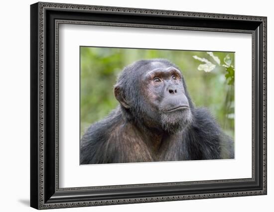 Africa, Uganda, Kibale Forest National Park. Chimpanzee in forest. Head-shot.-Emily Wilson-Framed Photographic Print