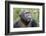 Africa, Uganda, Kibale Forest National Park. Chimpanzee in forest. Head-shot.-Emily Wilson-Framed Photographic Print