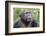 Africa, Uganda, Kibale Forest National Park. Chimpanzee in forest. Head-shot.-Emily Wilson-Framed Photographic Print