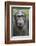 Africa, Uganda, Kibale Forest National Park. Chimpanzee in forest.-Emily Wilson-Framed Photographic Print