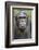 Africa, Uganda, Kibale Forest National Park. Chimpanzee in forest.-Emily Wilson-Framed Photographic Print