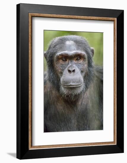 Africa, Uganda, Kibale Forest National Park. Chimpanzee in forest.-Emily Wilson-Framed Photographic Print