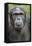 Africa, Uganda, Kibale Forest National Park. Chimpanzee in forest.-Emily Wilson-Framed Premier Image Canvas