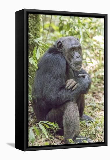 Africa, Uganda, Kibale Forest National Park. Chimpanzee in forest.-Emily Wilson-Framed Premier Image Canvas