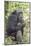 Africa, Uganda, Kibale Forest National Park. Chimpanzee in forest.-Emily Wilson-Mounted Photographic Print