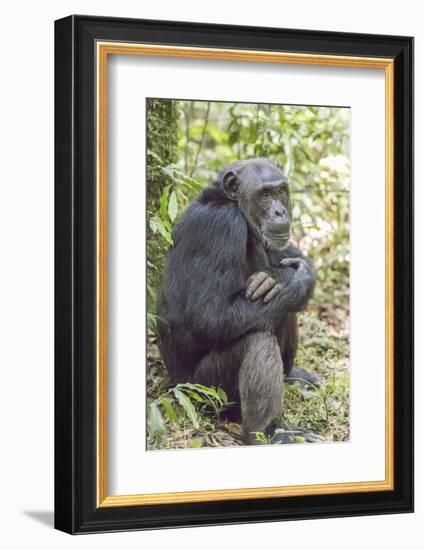 Africa, Uganda, Kibale Forest National Park. Chimpanzee in forest.-Emily Wilson-Framed Photographic Print