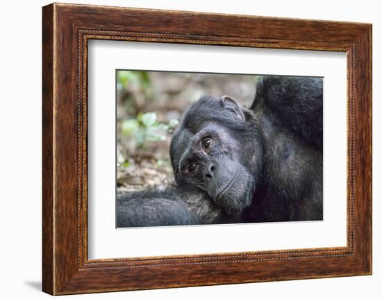 Africa, Uganda, Kibale Forest National Park. Chimpanzee in forest.-Emily Wilson-Framed Photographic Print