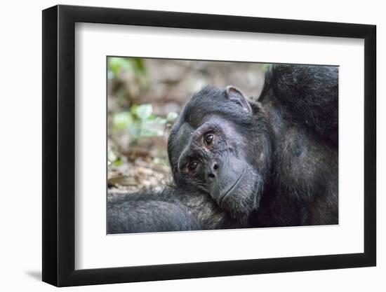 Africa, Uganda, Kibale Forest National Park. Chimpanzee in forest.-Emily Wilson-Framed Photographic Print