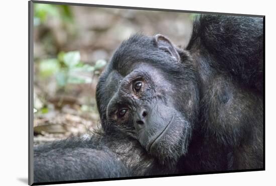 Africa, Uganda, Kibale Forest National Park. Chimpanzee in forest.-Emily Wilson-Mounted Photographic Print