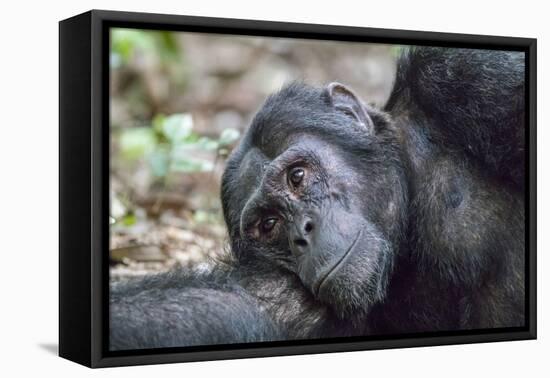 Africa, Uganda, Kibale Forest National Park. Chimpanzee in forest.-Emily Wilson-Framed Premier Image Canvas