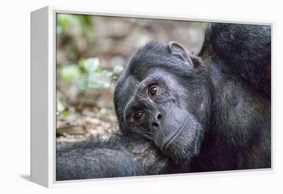 Africa, Uganda, Kibale Forest National Park. Chimpanzee in forest.-Emily Wilson-Framed Premier Image Canvas